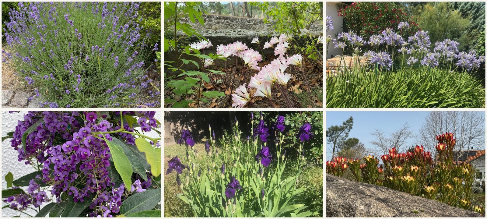 Six-picture collage of flowers