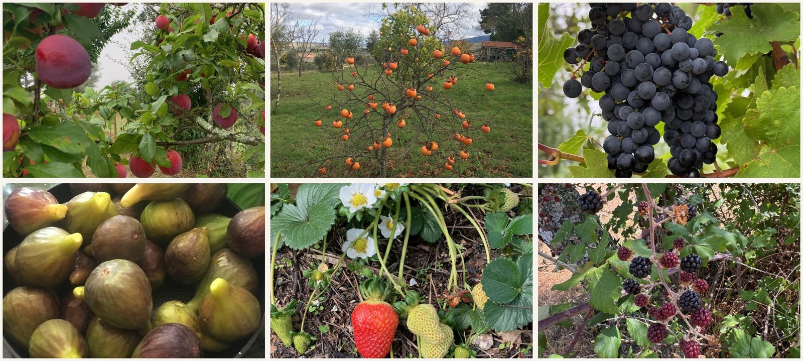Six-picture collage of fruit on the quinta