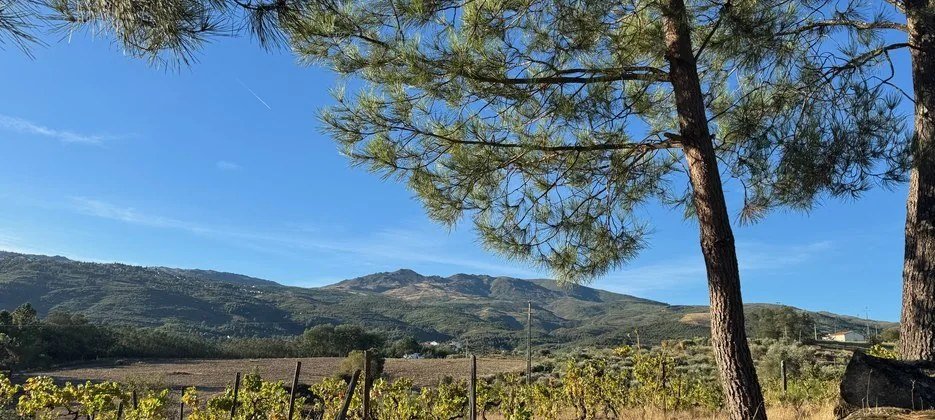 Trees and hills beyond the property