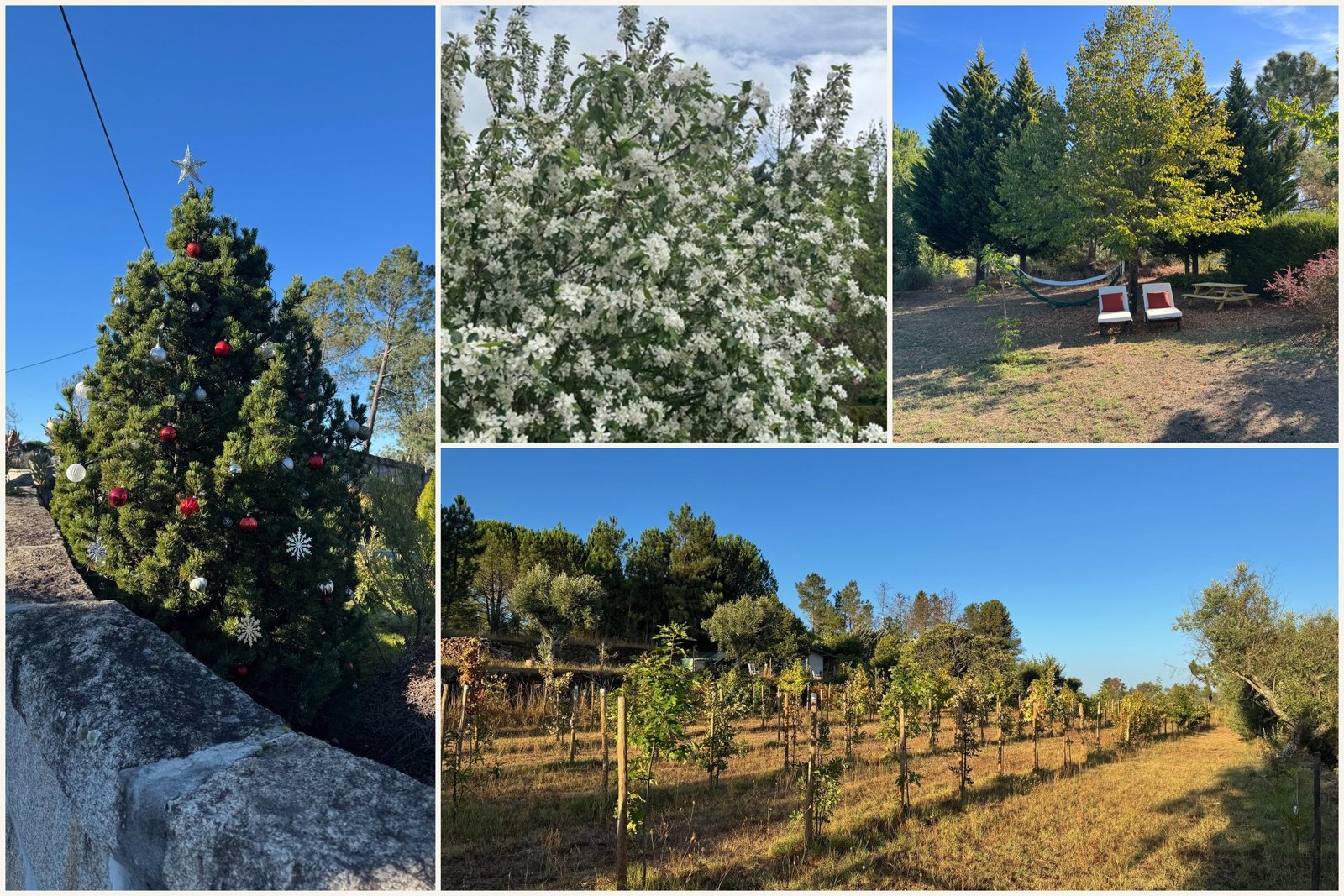 Four-picture collage of trees including decorated front garden tree